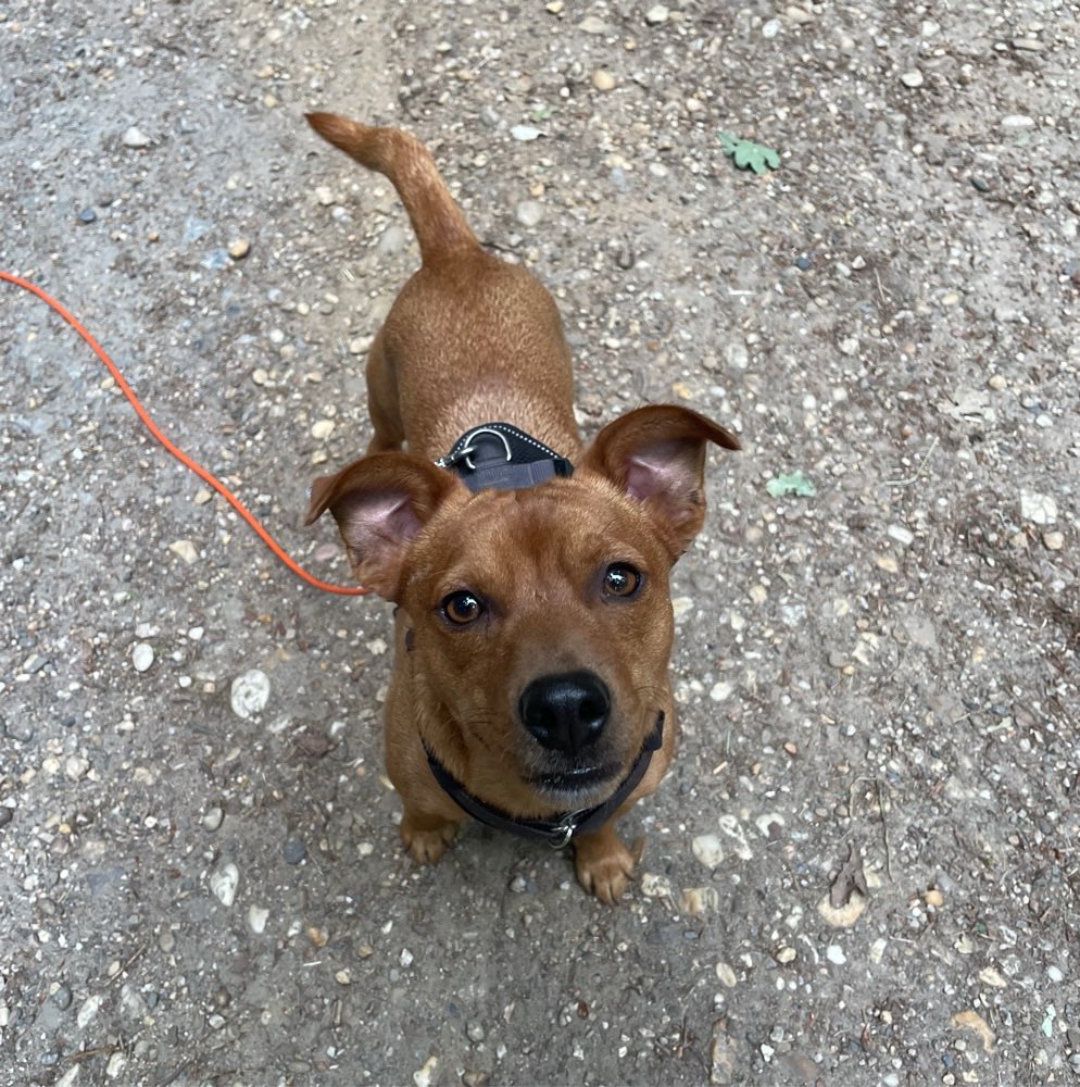 Hundetreffen-Gemeinsame Gassi-Runde in Straberg - kleine Hunde 🐕-Profilbild