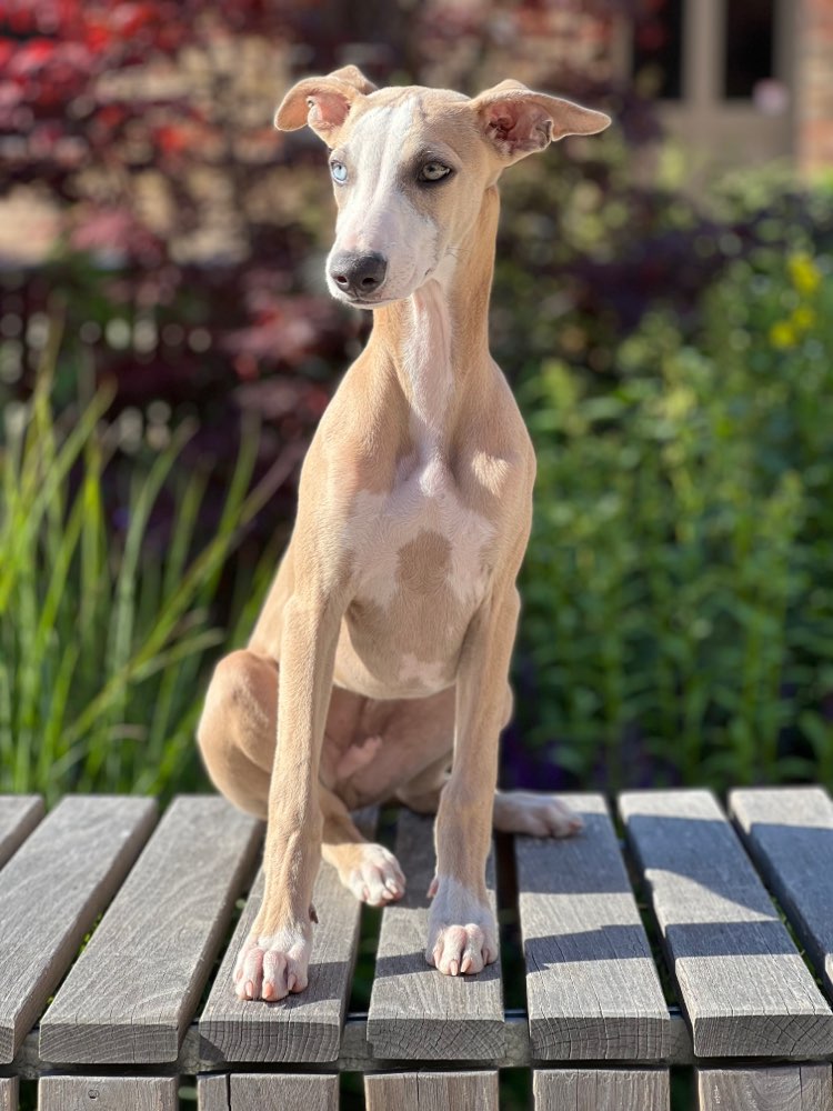 Hundetreffen-Sighthounds playdate 🐕-Profilbild