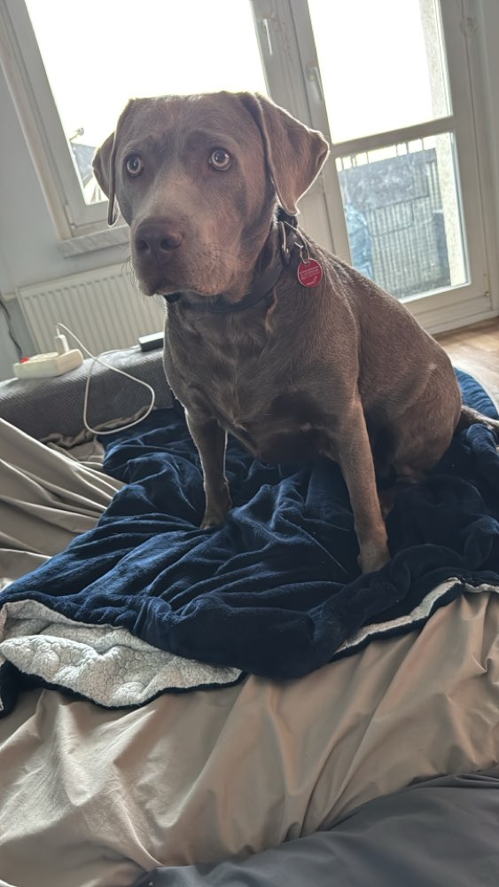 Hundetreffen-Spielfreunde-Profilbild