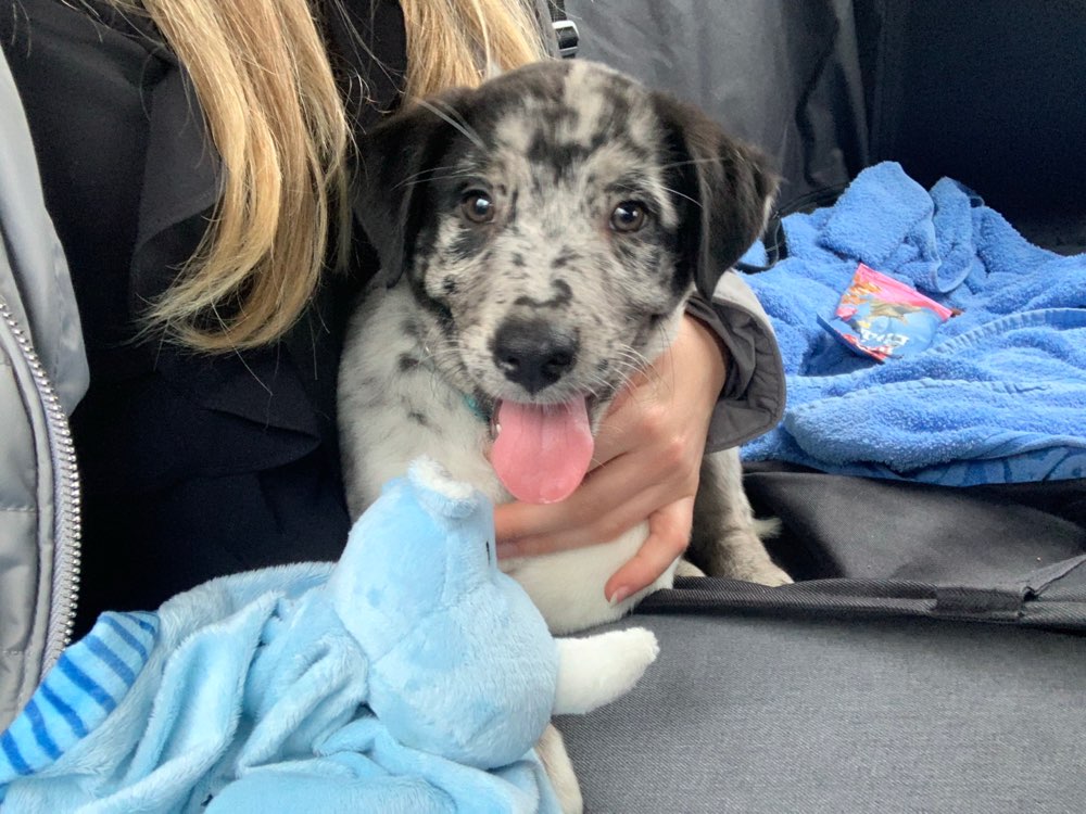 Hundetreffen-Welpentreff-Profilbild