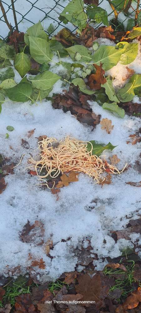 Giftköder-Essensreste-Profilbild