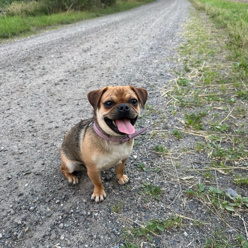 Hundetreffen-Spielpartner gesucht-Profilbild