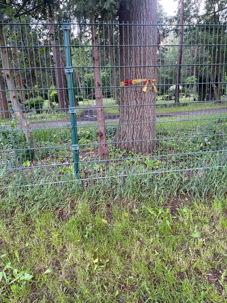 Giftköder-Eichenprozessionsspinner-Profilbild