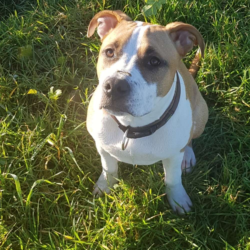 Hundetreffen-Junghundtreffen Leipzig/Großzschocher-Profilbild