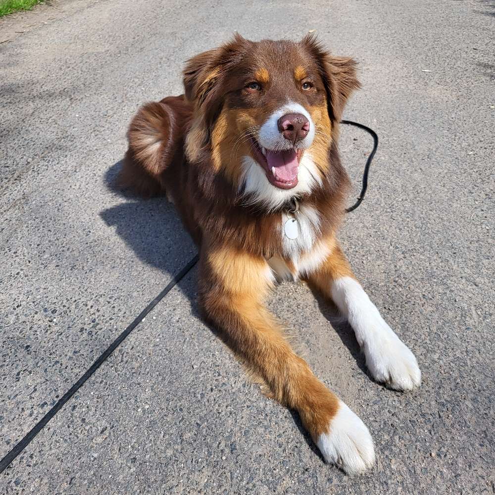 Hundetreffen-Social/Training Walk-Profilbild