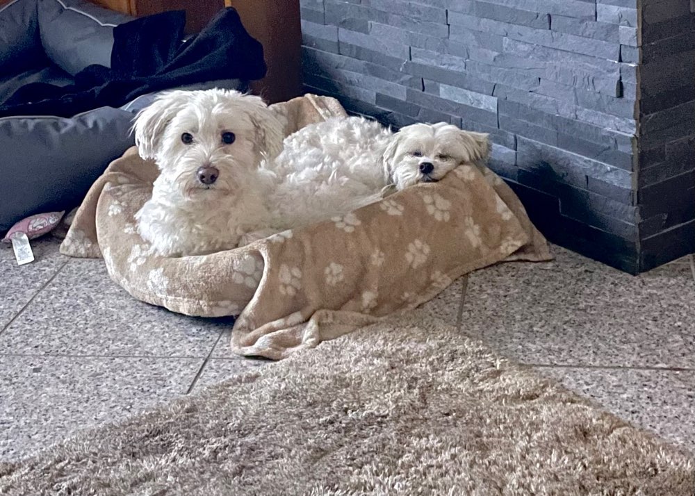 Hundetreffen-Kleinhundegruppe-Profilbild