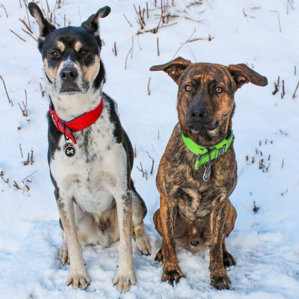 Hundetreffen-Spielrunde-Profilbild