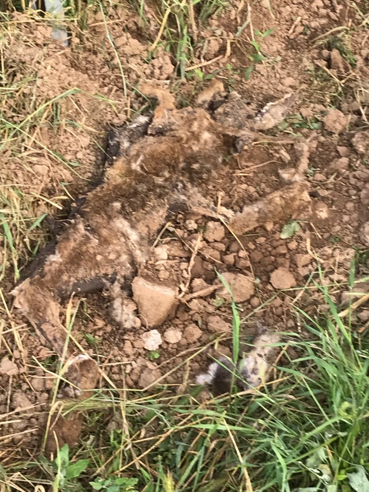 Giftköder-Totes Wild-Profilbild