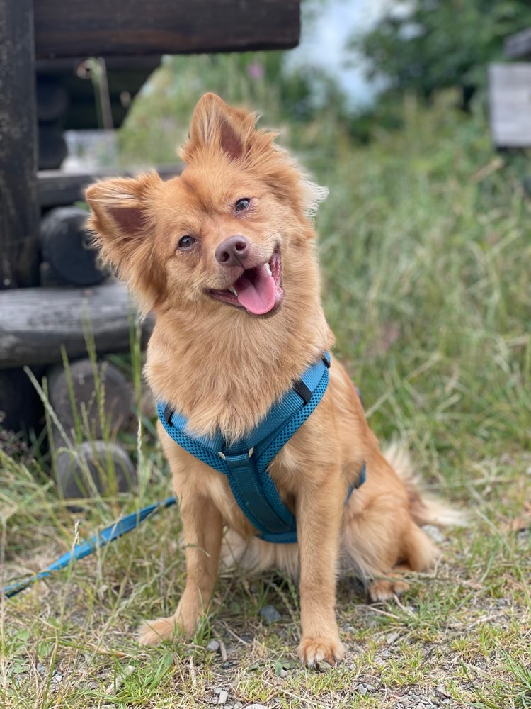 Hundetreffen-Walkies für kleine und schüchterne Hunde 🐶-Profilbild