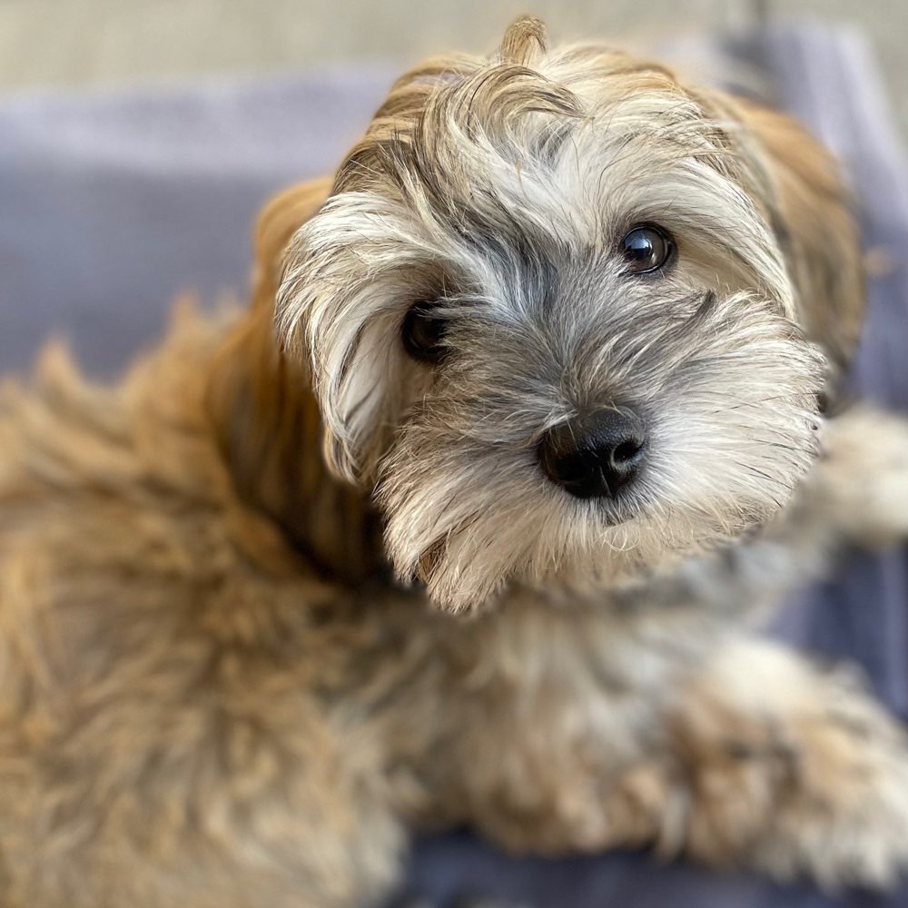 Hundetreffen-Welpentreffen-Profilbild