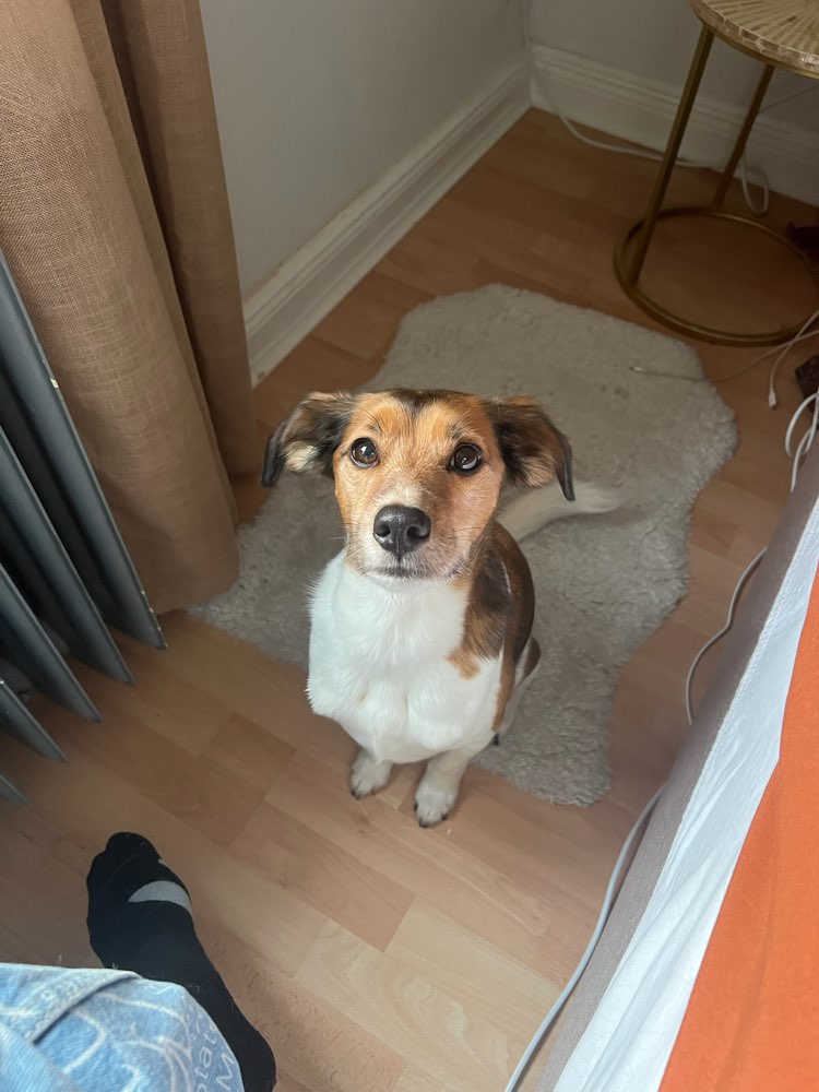 Hundetreffen-Trainingspartner*innen für Hundebegegnungen gesucht-Profilbild