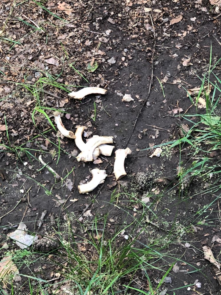 Giftköder-Knochen gefunden!-Profilbild