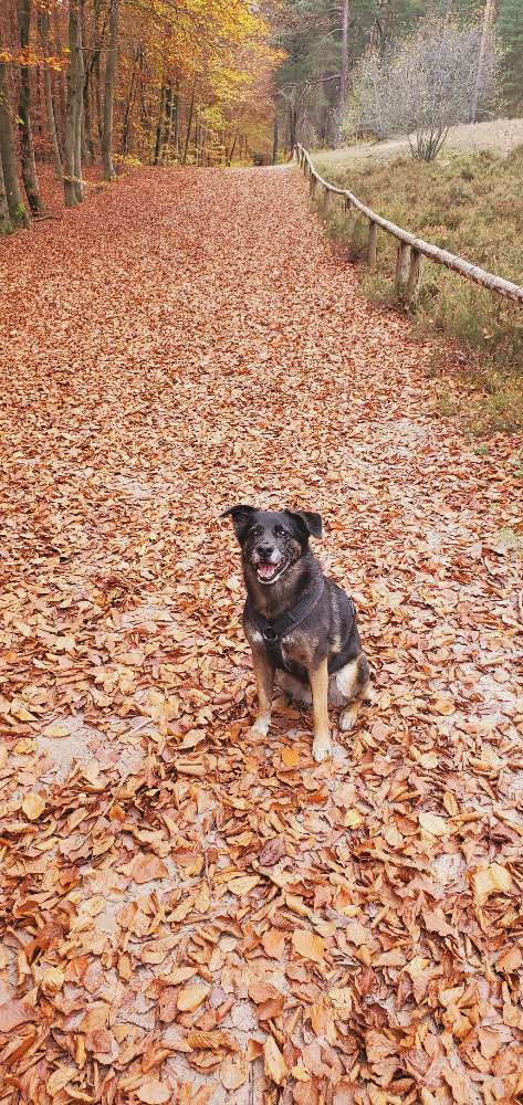 Hundetreffen-Ich bin Hunde gassi sitter-Profilbild