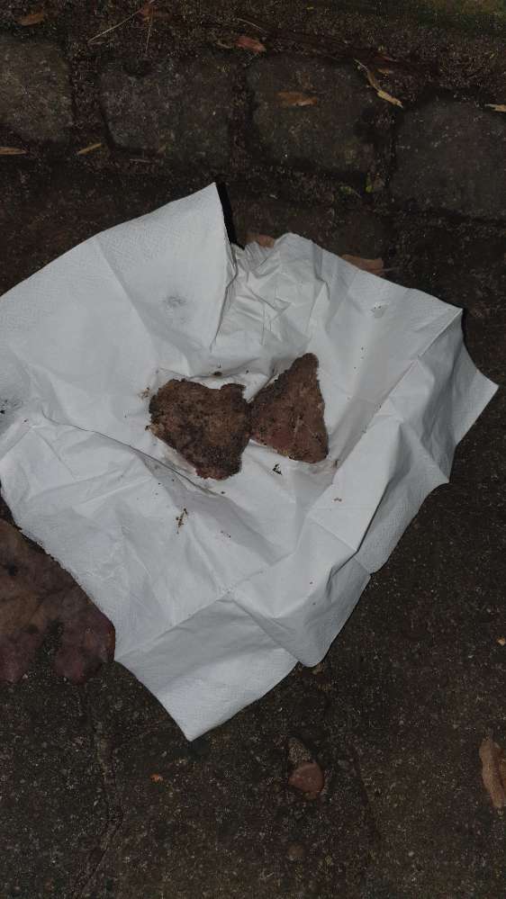 Giftköder-Möglicher Giftköder-Profilbild