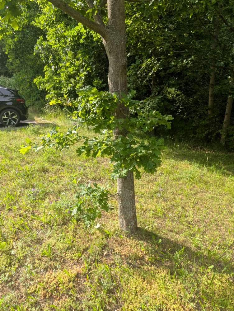 Giftköder-Eichen-Prozessionsspinner-Profilbild