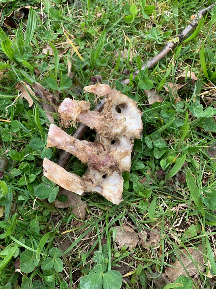 Giftköder-⚠️  Wirbelknochen mit Fleischresten ⚠️-Profilbild