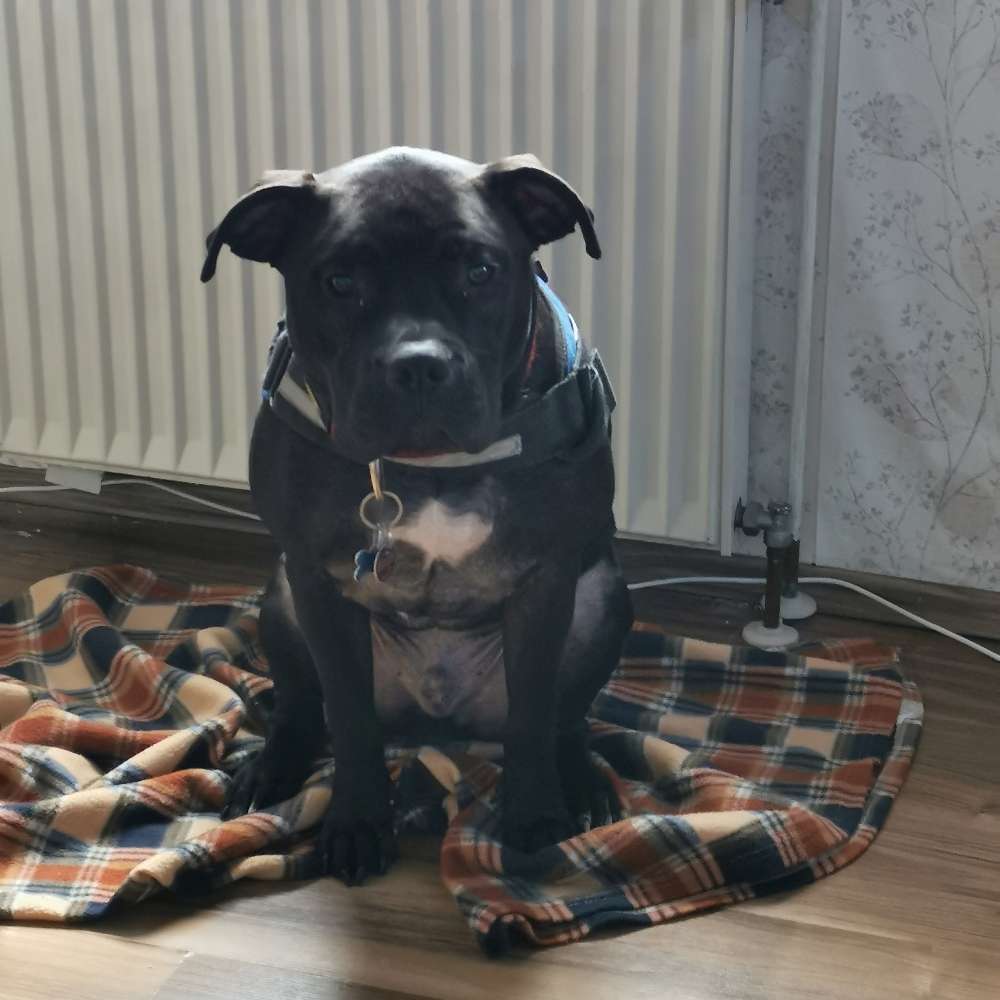 Hundetreffen-Treffen-Profilbild