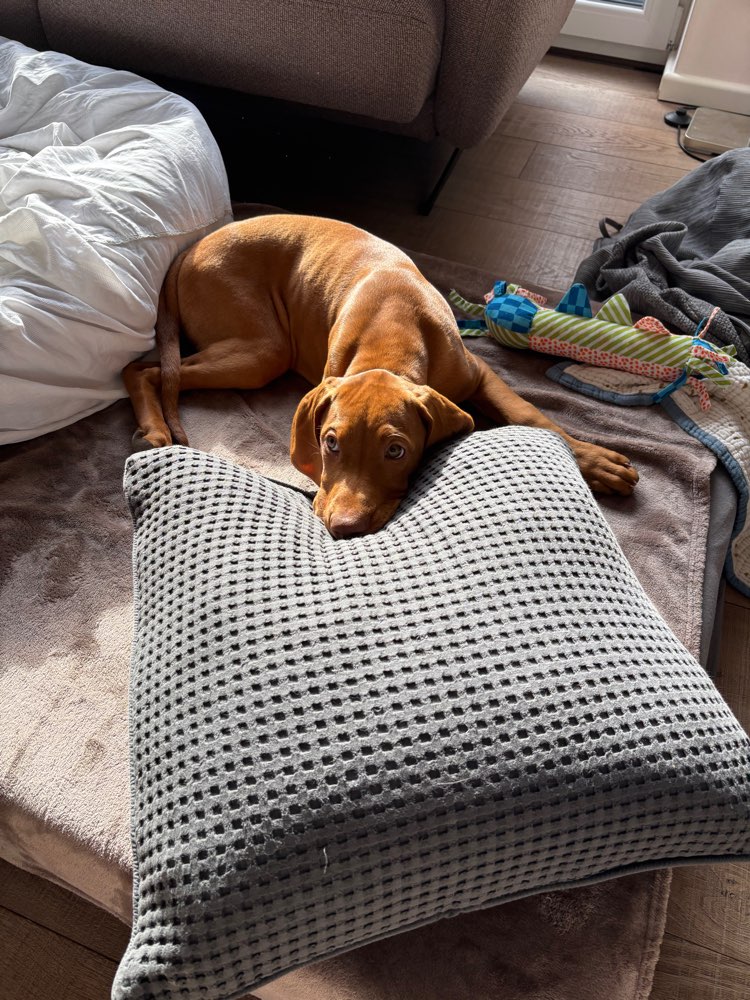 Hundetreffen-Spielfreunde im gleichen Alter gesucht-Profilbild