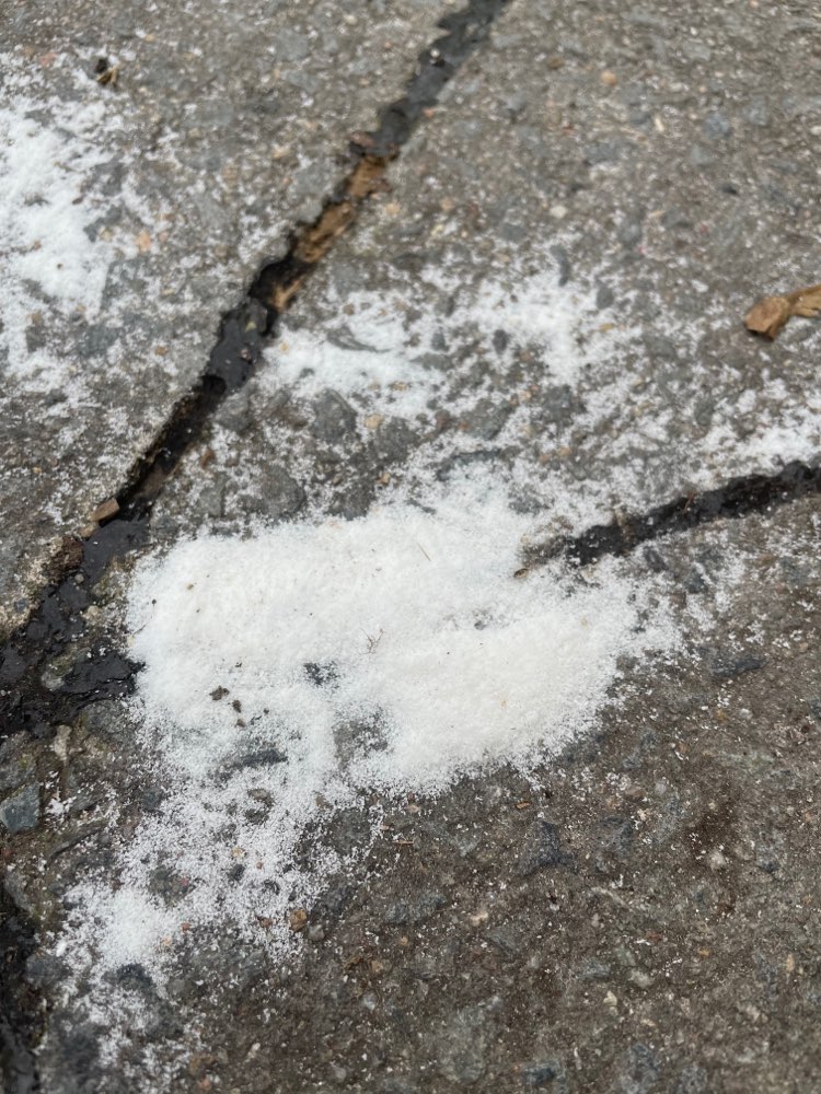 Giftköder-Weißes Pulver-Profilbild