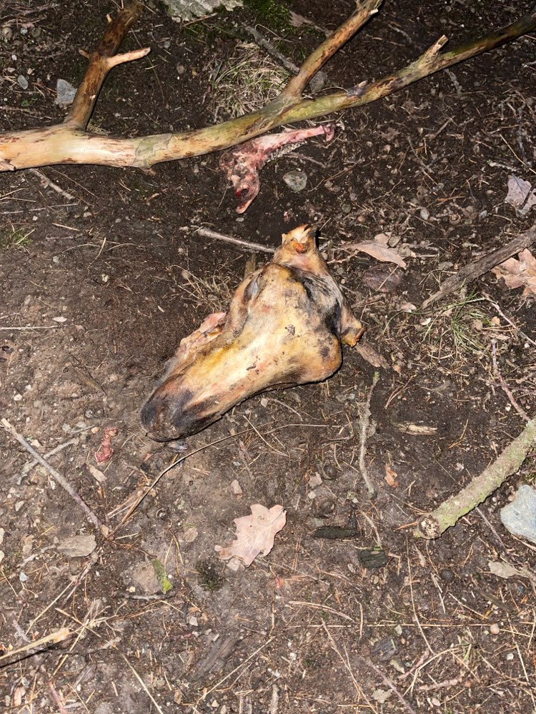 Giftköder-Kadaver (Schafkopf)-Profilbild