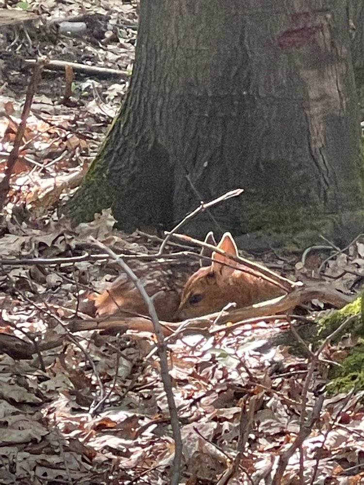 Giftköder-Rehkitz!-Profilbild
