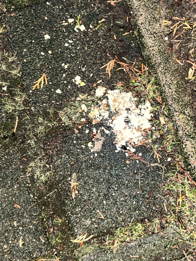 Giftköder-Eventuell Giftköder-Profilbild