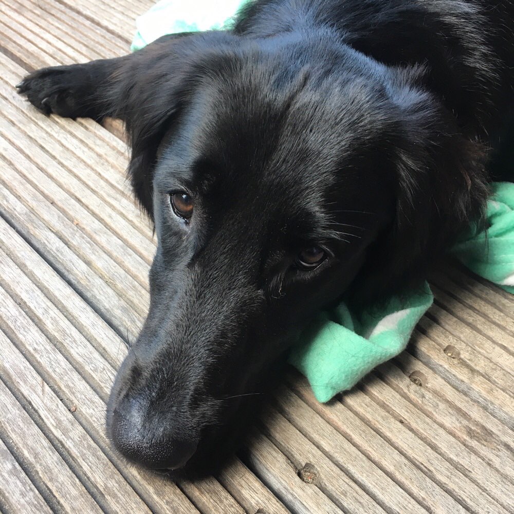 Hundetreffen-Spielrunde in MG-Profilbild