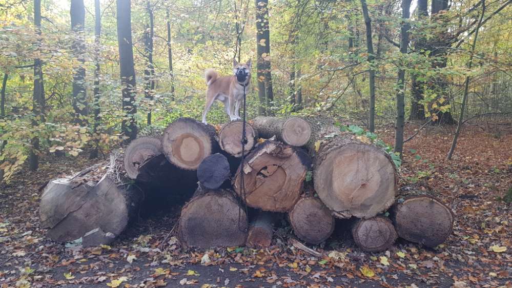 Hundetreffen-Social Walking Gelsenkirchen-Profilbild