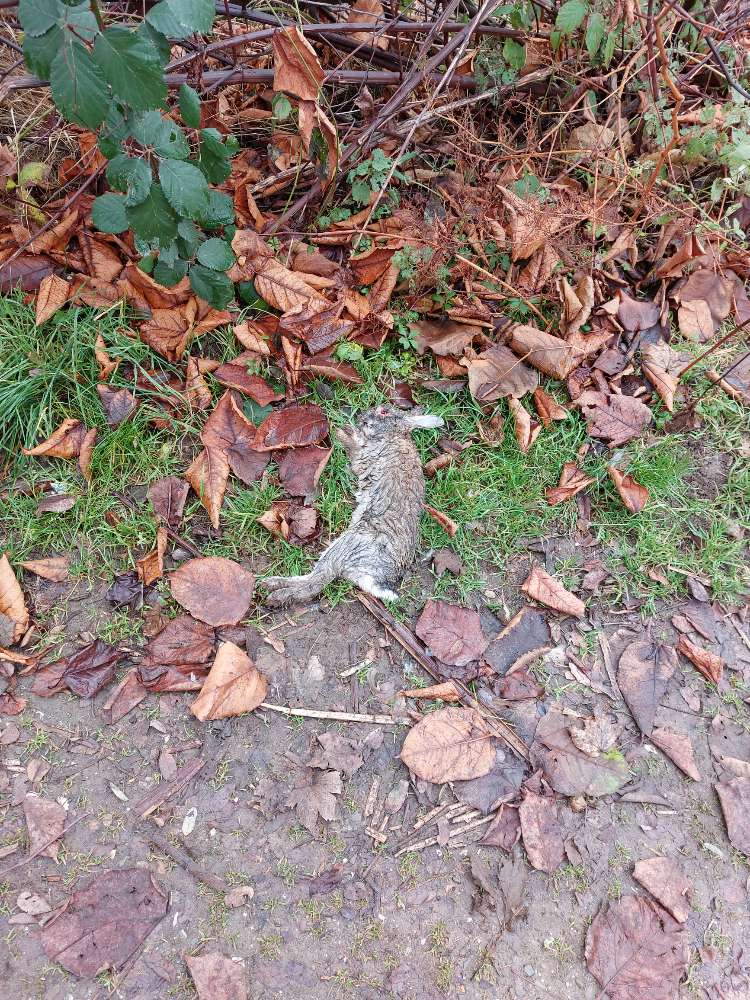 Giftköder-Kadaver  Hase-Profilbild