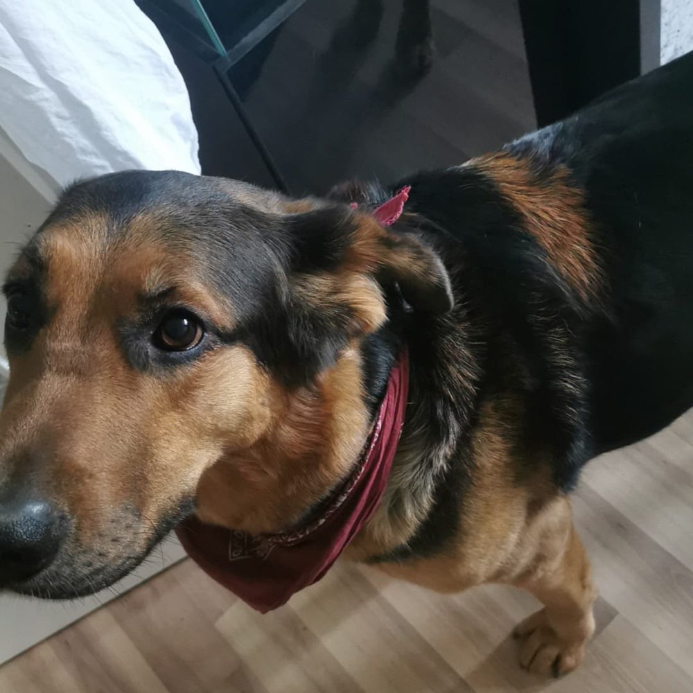 Hundetreffen-Neue Spielkameraden gesucht-Profilbild