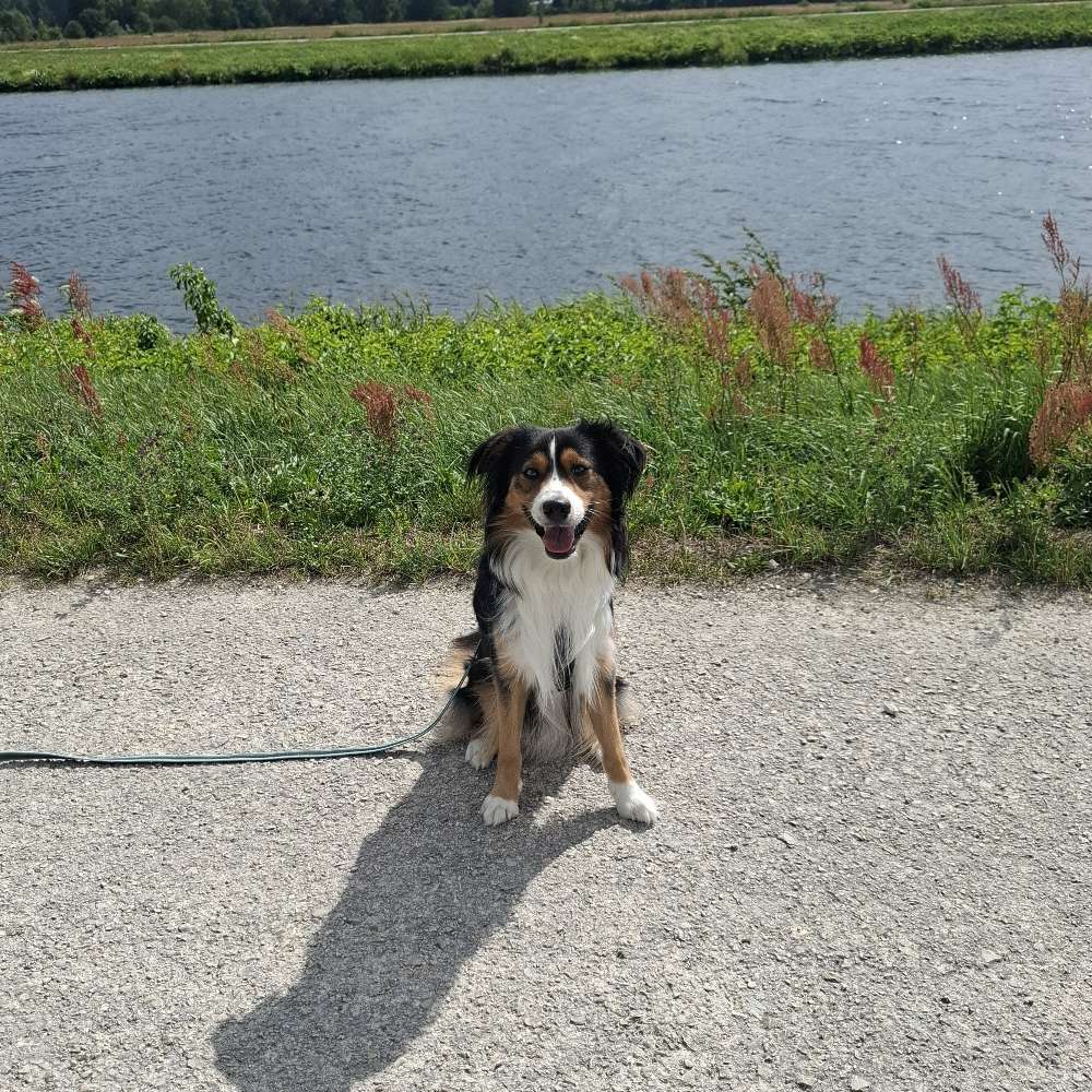 Hundetreffen-Gassi- und Trainingspartner-Profilbild
