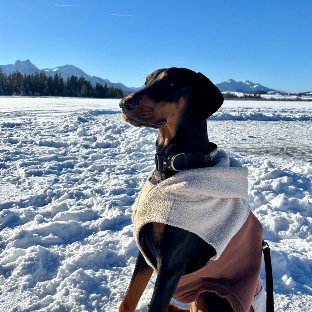 Hundetreffen-Trainings und Spieltreffen-Profilbild