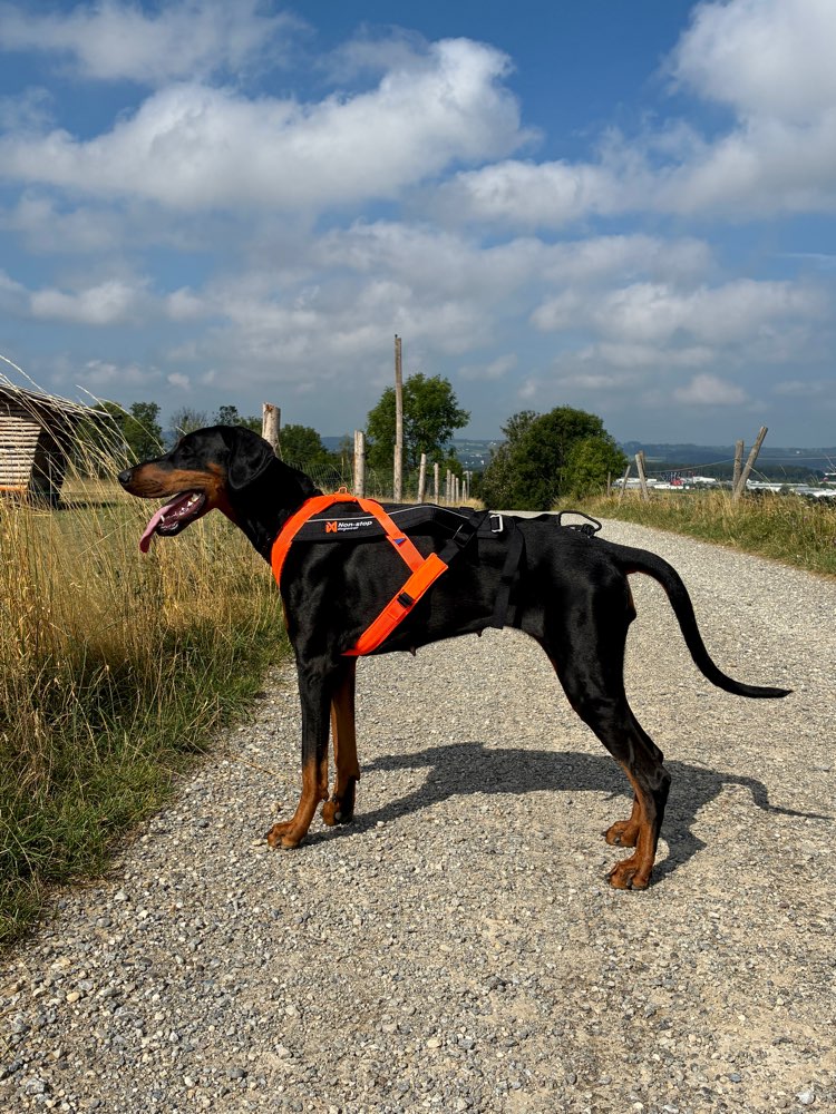 Hundetreffen-Suche Canicross/Walk Partner-Profilbild