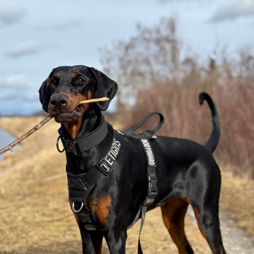 Hundetreffen-Trainings und Spieltreffen-Profilbild