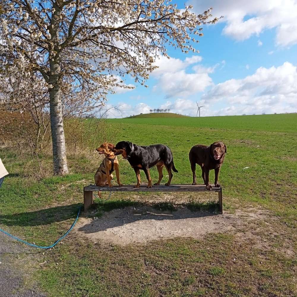 Hundetreffen-Sozial Walks (ohne Trainer)-Profilbild