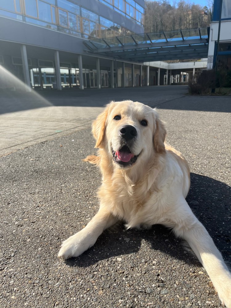 Hundetreffen-Gassi/Toben Niederstetten und Umgebung-Profilbild