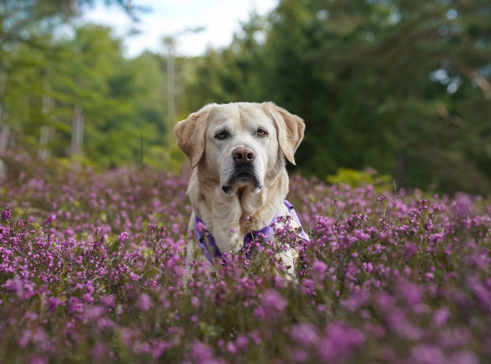 Hundetreffen-Social walk-Profilbild