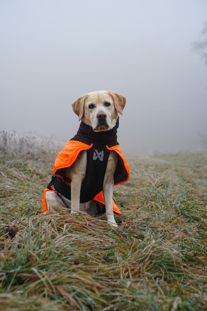 Hundetreffen-Social Walk + Trainingsspaziergang-Profilbild