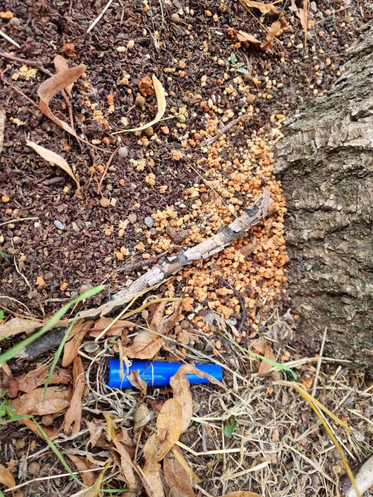 Giftköder-Giftköder-Profilbild