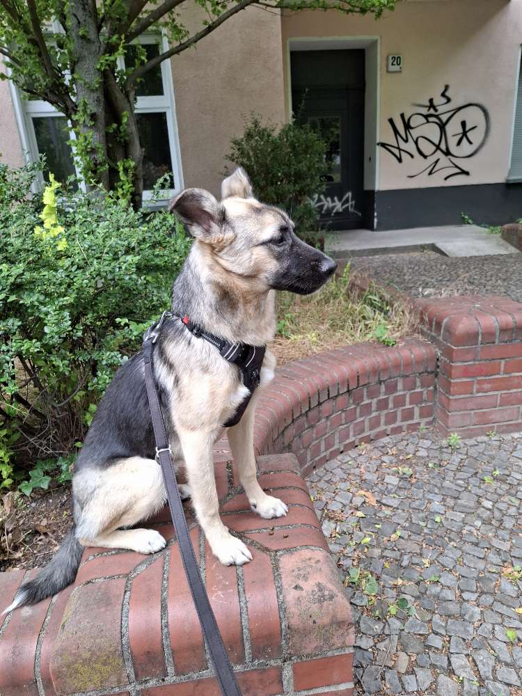 Hundetreffen-Junghund Powerpaket sucht  Junghund Powerpaket-Profilbild