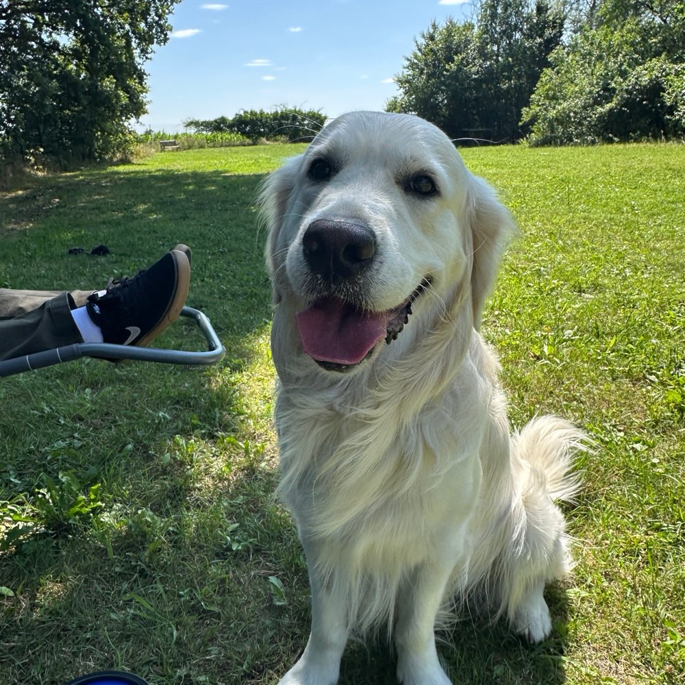 Hundetreffen-Spielkumpel für unseren Golden Retriever gesucht-Profilbild