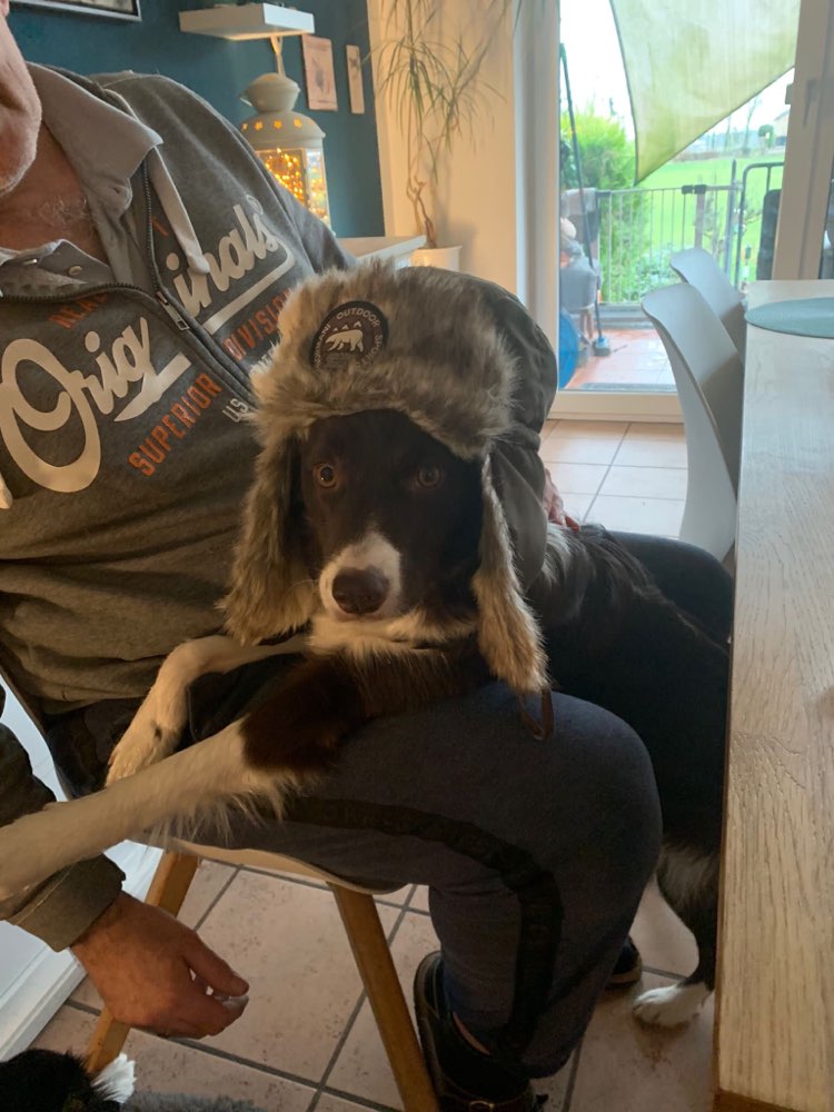 Hundetreffen-Gemeinsames Gassi gehen zum Trainieren-Profilbild