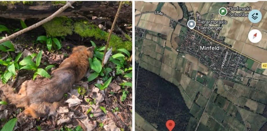 Giftköder-Fuchsräude!-Profilbild