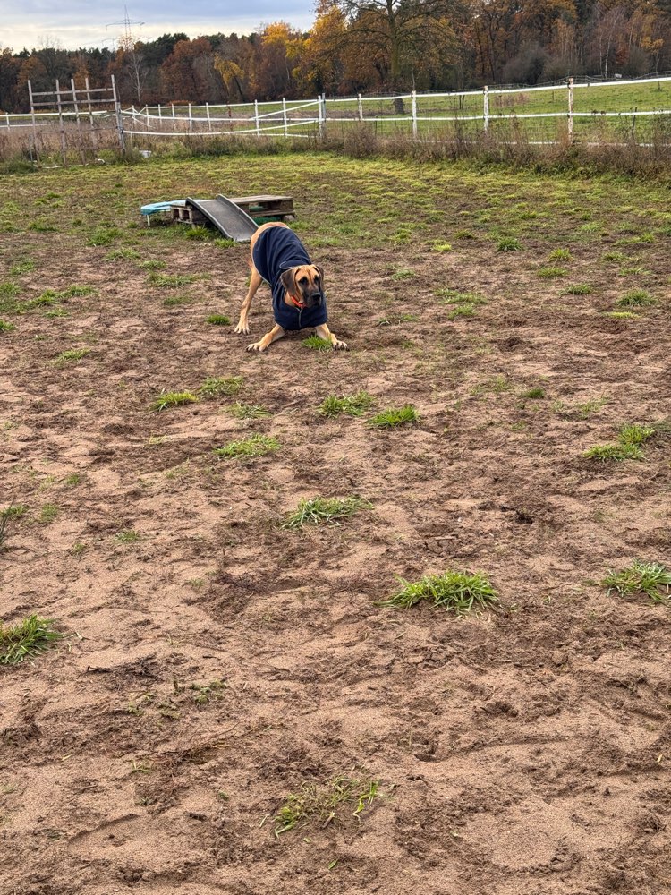 Hundetreffen-Kommunikationsrunden Hund zu Hund-Profilbild