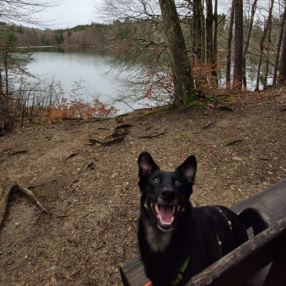 Hundetreffen-Gassi- und Trainingstreffen-Profilbild