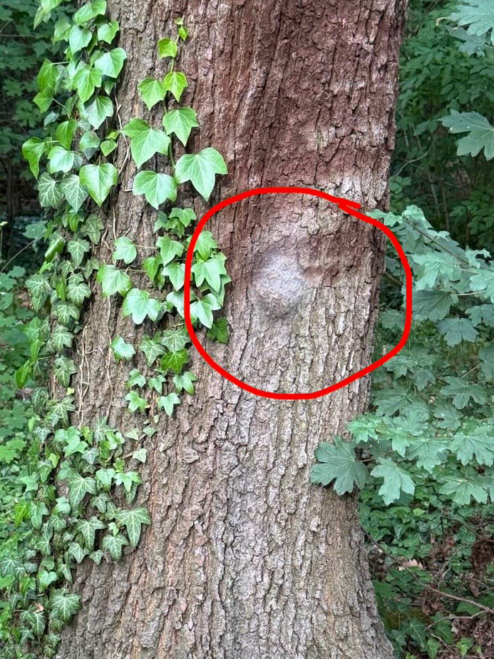 Giftköder-Eichenprozessionsspinner-Profilbild