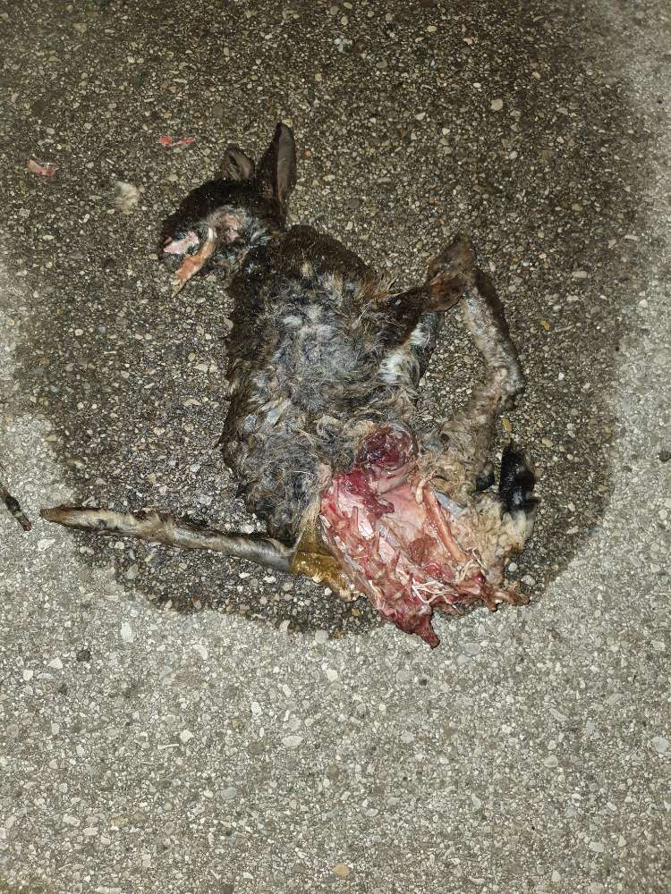 Giftköder-Übelriechende, tote Katze...-Profilbild