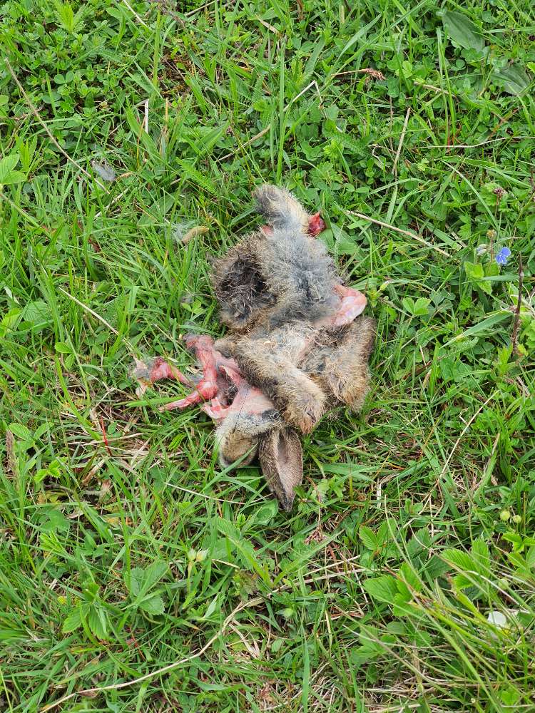 Giftköder-Totes Kaninchen-Baby auf Panzerwiese-Profilbild