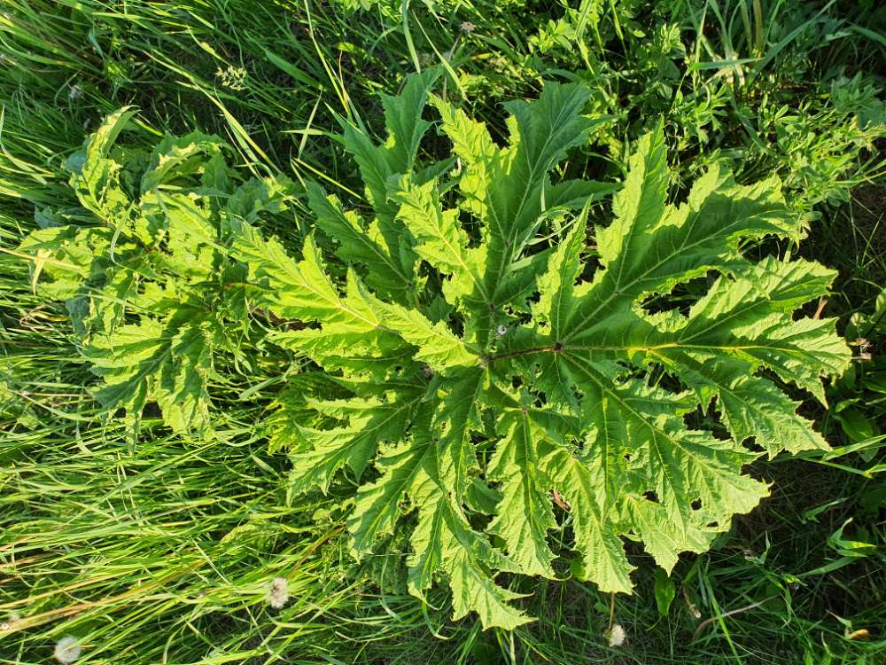 Giftköder-Riesenbärenklau / Herculesstaude-Profilbild