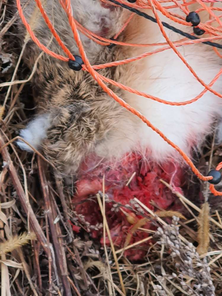 Giftköder-Gerissenes Kaninchen-Profilbild